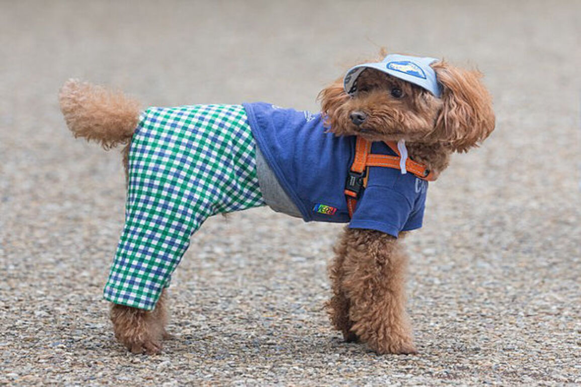 Don’t dress up your dogs, Ireland’s animal charity warns owners