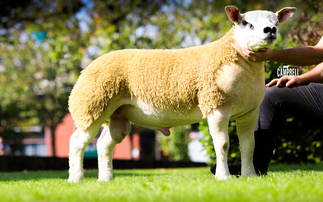 Milnbank flock tops Texels at 30,000gns