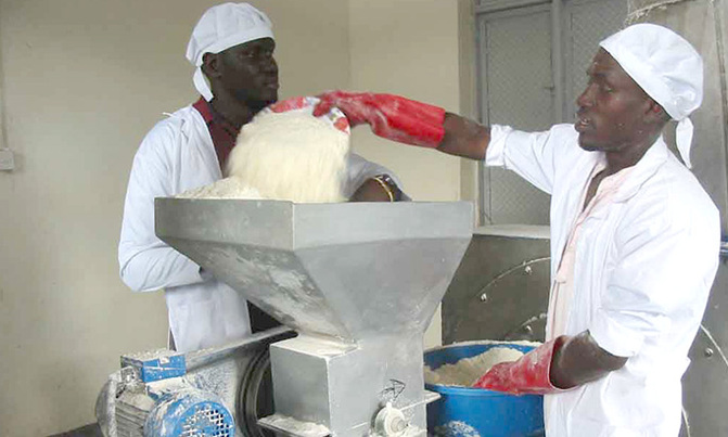 Cassava food crop potential is 'barely tapped' Cassava food crop potential is 'barely tapped'