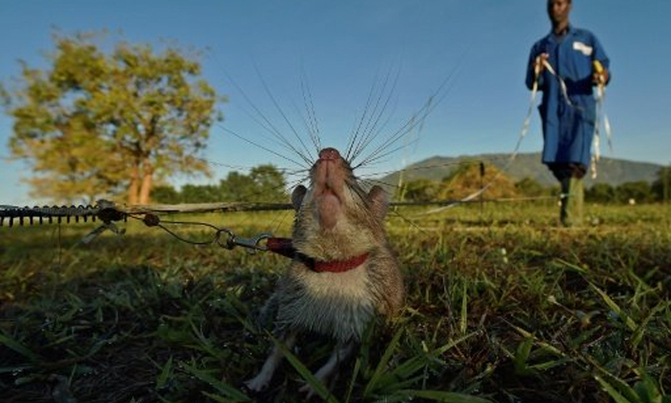 Tanzanian rats with nose for trouble train to save lives Tanzanian rats with nose for trouble train to save lives