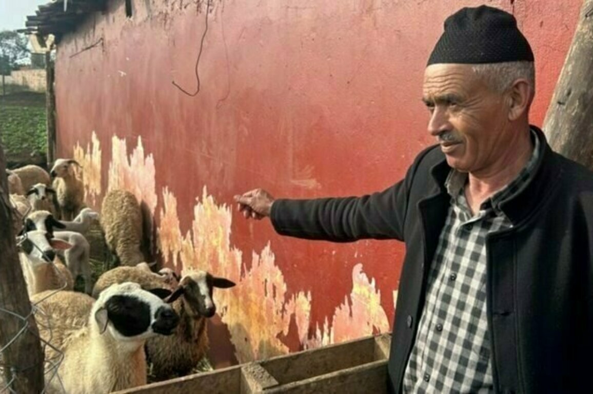 Morocco urges people to not buy sheep for Eid al-Adha celebrations