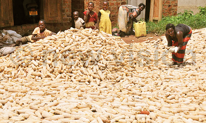 Farmers alarmed by low maize prices Farmers alarmed by low maize prices