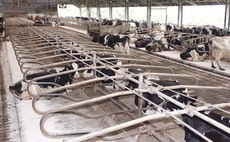 How one dairy farm in North Yorkshire tackled mastitis with more space  
