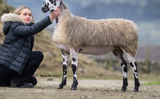 Bluefaced Leicesters to £11,000 at Hawes