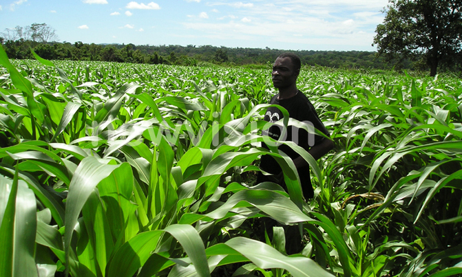 Uganda risk losing indigenous crops, scientists warn Uganda risk losing indigenous crops, scientists warn