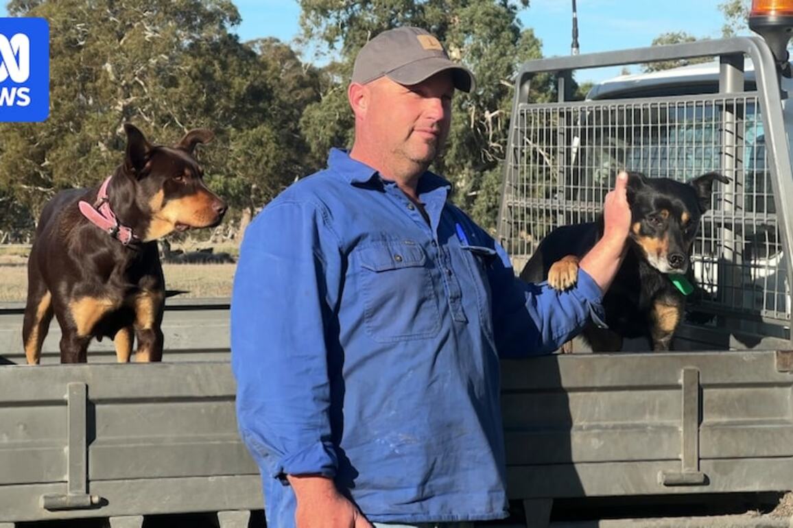 Drought-affected SA farmers call for no or low-interest loans rather than 'a handout'