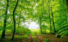 Government warned it risks missing 'critical window' for meeting tree-planting goals