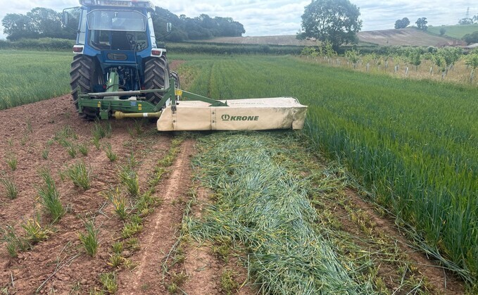 Precision bred barley being mown in Nottinghamshire on June 16