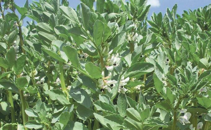 Act now to save bean herbicide
