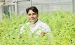 Director of Murdoch University’s Centre for Crop and Food Innovation Professor Rajeev Varshney, is looking at ways to improve chickpea production in Australia through genetics. Picture courtesy Murdoch Universtity.