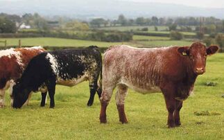Irish beef farmers urged to 'sell hard' to meet strong demand