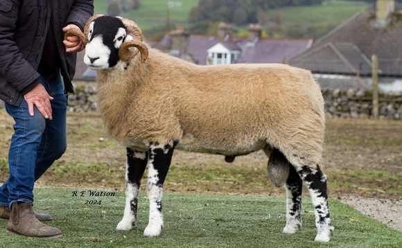 Swaledale rams top at £62,000