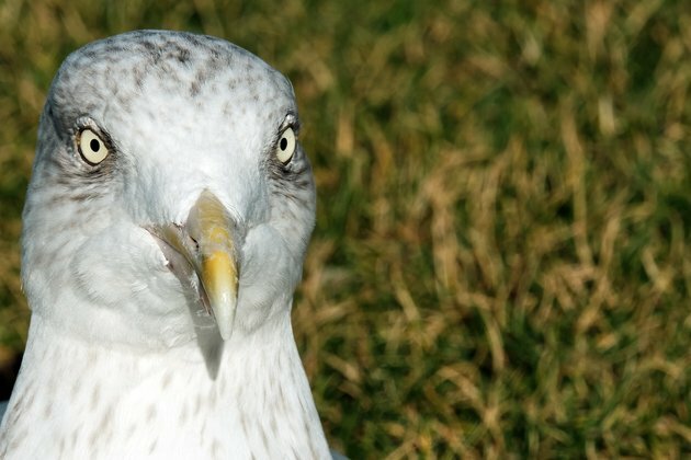 Greedy gulls decide what to eat by watching people -- new research