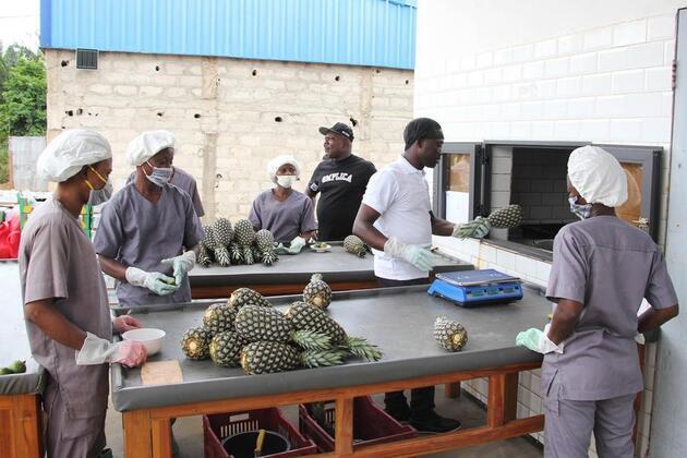(Hello Africa) Benin's premium "Sugarloaf" pineapples make sweet voyage to China