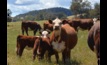  Australia's red meat industry has make headway in reducing greenhouse gas emissions, says MLA. Picture: Mark Saunders.