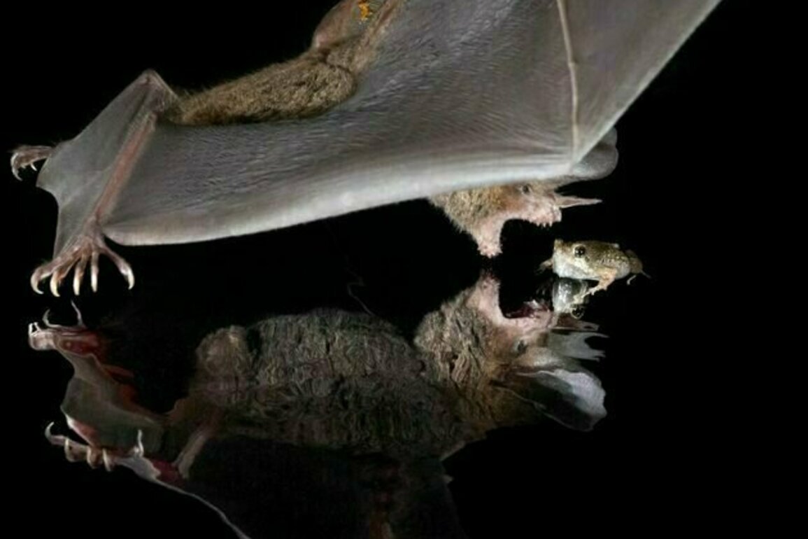 Young bats learn to be discriminating when listening for their next meal