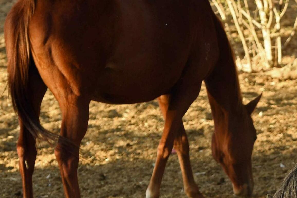 Girl, 16, killed after being kicked by a horse in Dunedoo, NSW