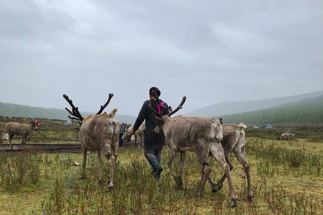 Conservation policies threaten indigenous reindeer herders in Mongolia