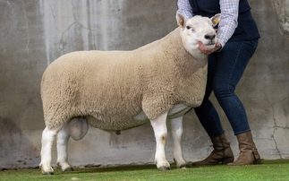 North Country Cheviot Hill rams top at £18,000 twice