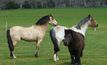 New horse welfare standards