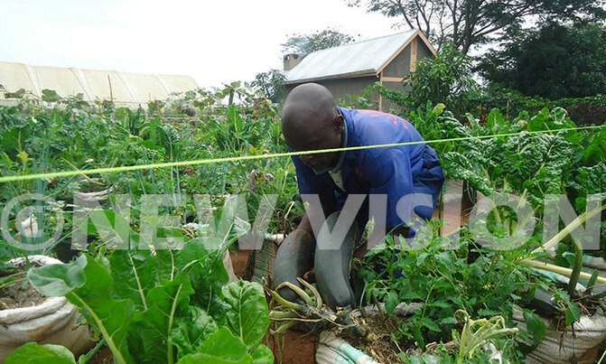 How to save money through urban farming How to save money through urban farming