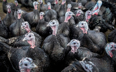 Opportunities and challenges for turkey farmers in 2023