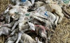 20 lambs 'violently' killed as dog walker only wanted to play fetch