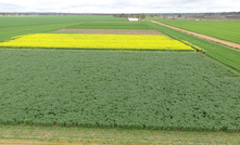  Harvest weed seed control (narrow windrow burning) has been very effective in driving down weed numbers, particularly in high risk rotations. Picture courtesy WeedSmart.