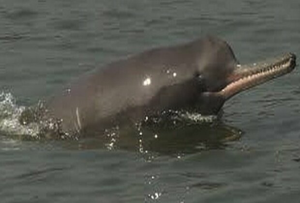 India, B'desh, Nepal join hands over conservation of river dolphins