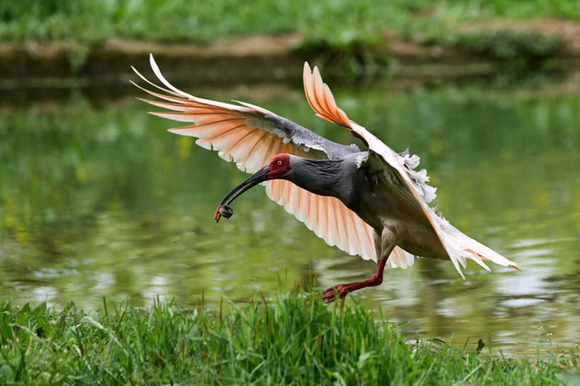 Deqing facility's 1,000th crested ibis milestone in China's restoration efforts
