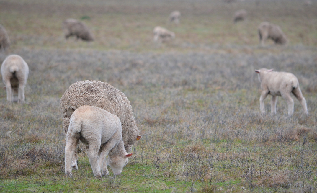 Sheep producers now have access to new scanning and pregnancy resources for sheep.
