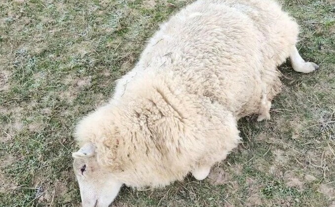 Nick Hutley said he had been horrified by the incident after 14 sheep had been 'run over' (Gate Street Farm)