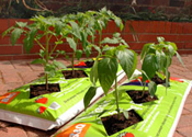 Compost awareness week