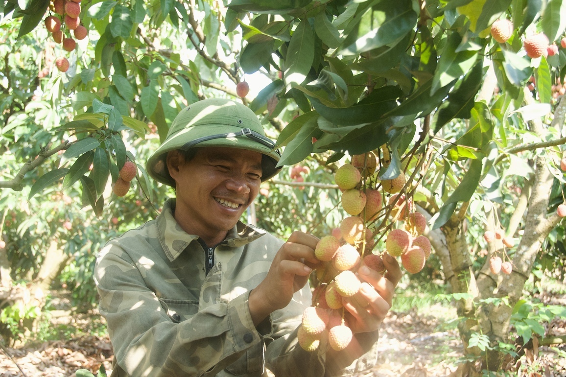 VIETNAM-LYCHEE-HARVEST-EXPORT