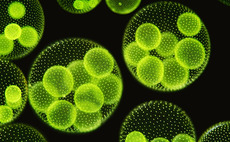 Horizon Ventures backs Algama in €3.5m funding round