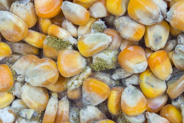 What must be done to get toxin out of Kenya&#039;s food supply