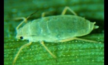  Victorian and Tasmanian grain growers need to monitor crops for Russian Wheat Aphid. Picture courtesy Agriculture Victoria.