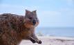  The quokka is the unofficial symbol of Western Australia, which has topped the Fraser Institute Survey