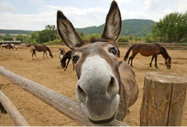 There are more donkeys in Pakistan now: Government data