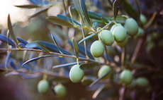 Investcorp buys Agromillora in SBO