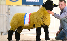 Sales round up: Suffolk sales to 55,000gns, sheepdogs at Skipton, dairy sales and online sheep sales