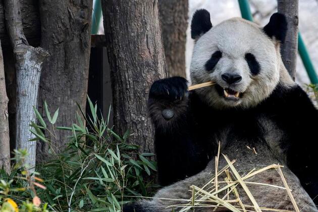 FujianPano | Five giant pandas meet public at reopened Fuzhou Panda World