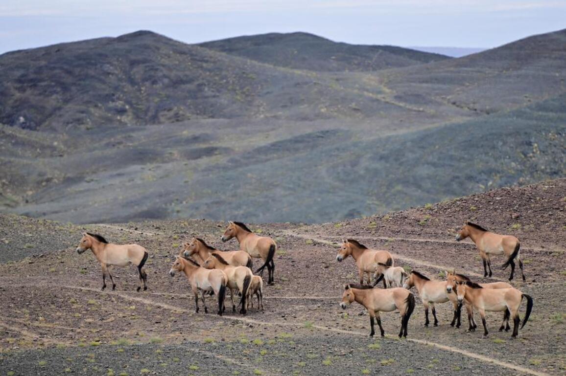 EcoChina | China's Przewalski's horse population tops 900, a third of global total