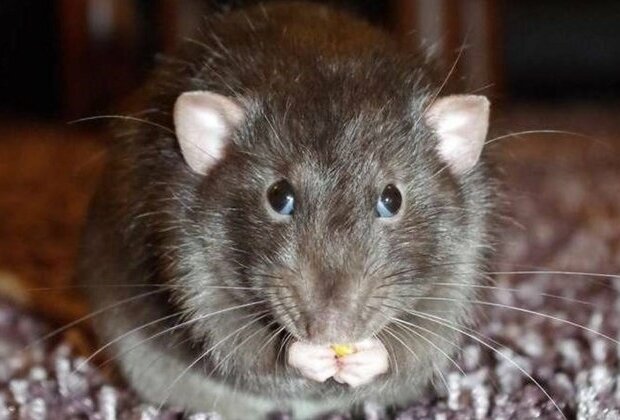 First Ever Case of Rat Disease Found in Human