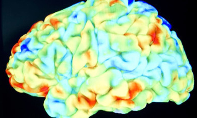 Male brains wired to ignore food in favour of sex, study shows Male brains wired to ignore food in favour of sex, study shows