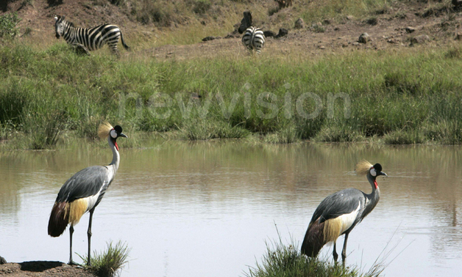Golfers to play to conserve the Crested Crane Golfers to play to conserve the Crested Crane