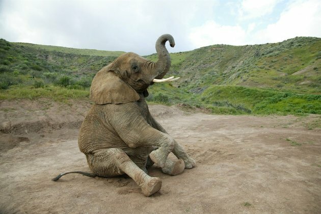 Southern African nations threaten to quit wildlife trade monitor