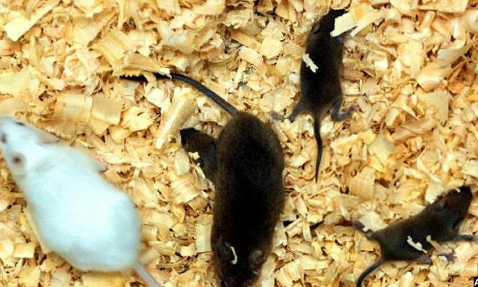 Young blood makes old mice smarter, says study Young blood makes old mice smarter, says study