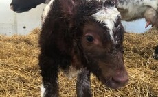 Jeremy Clarkson confirms Diddly Squat's first ever calf culled due to bovine TB