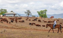 WA to trial prohibited forage tree